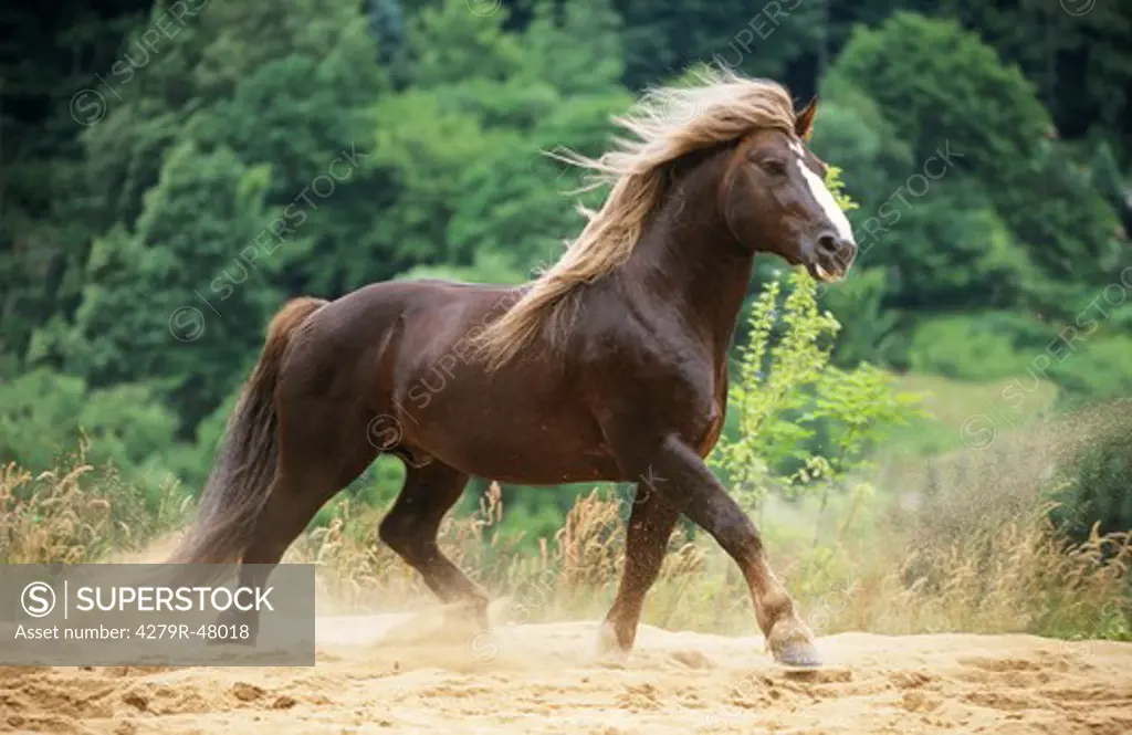 Black Forest horse - trotting in sand