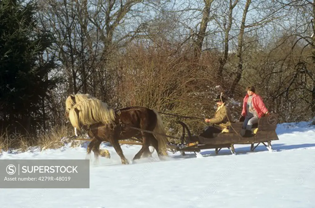 two Black forest horses pulling sled with woman and man