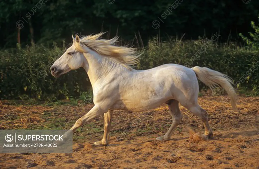 Camargue horse - walking in sand