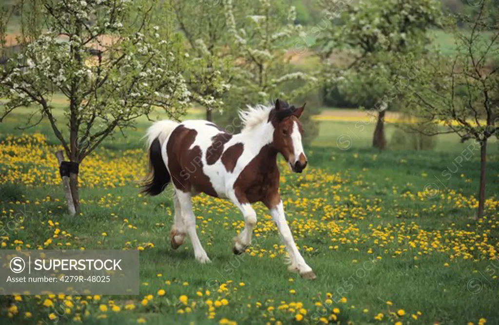 Tinker Pony - walking on meadow