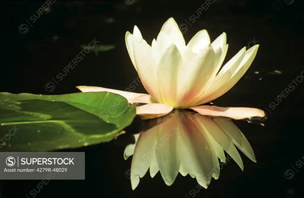 white water lily , Nymphaea alba