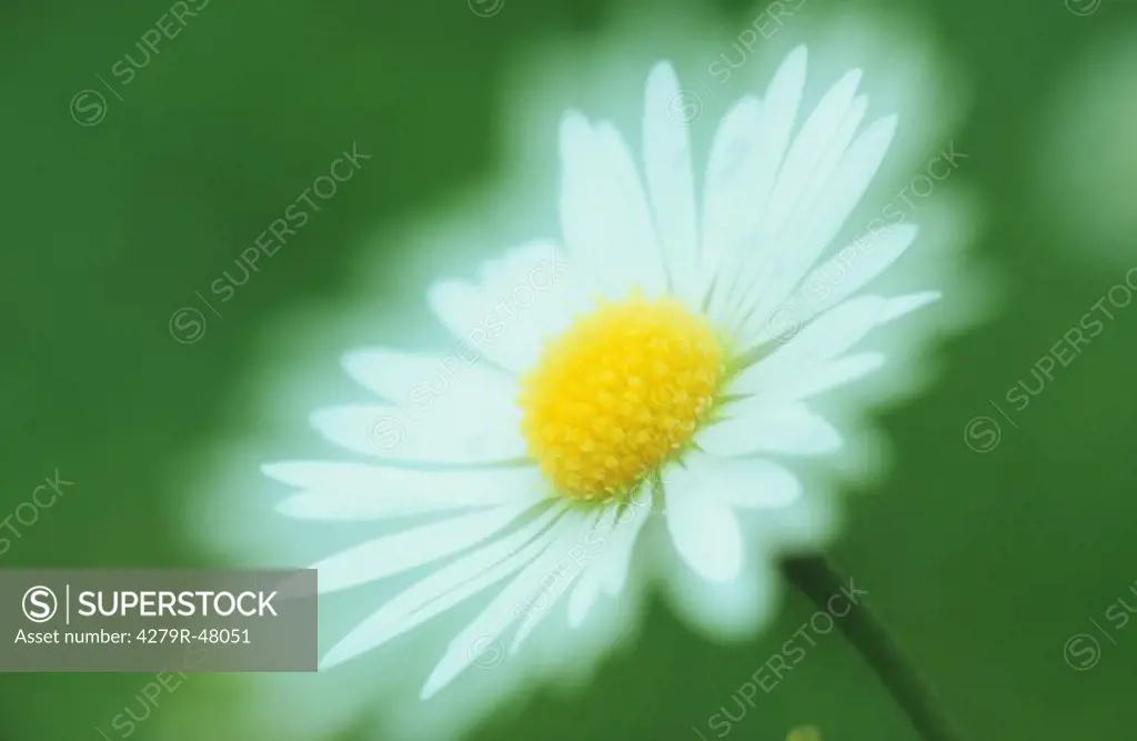 ox-eye daisy , Chrysanthemum leucanthemum
