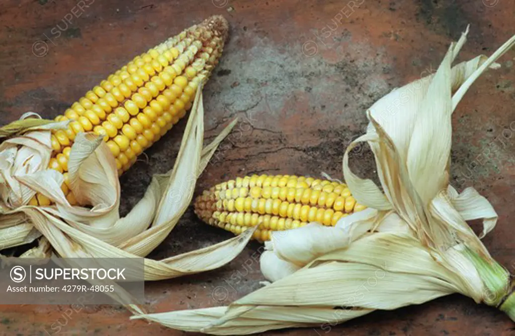two corn cobs