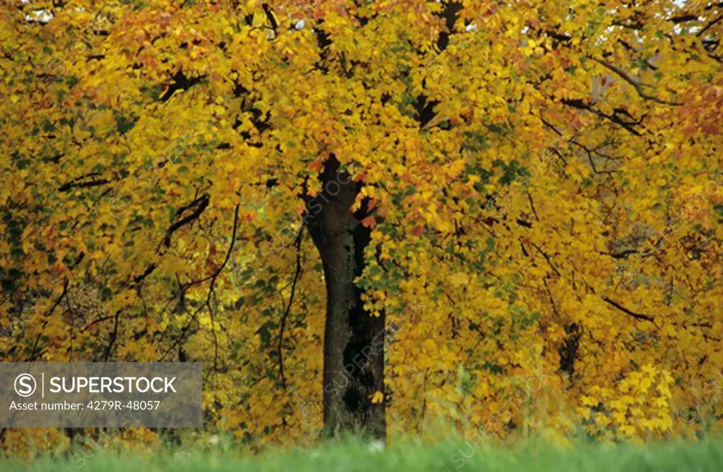 maple tree - autumn