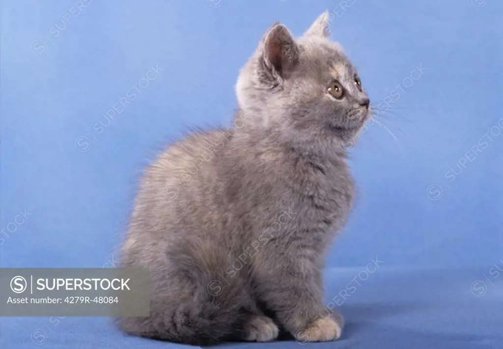 young British Shorthair - sitting lateral - cut out