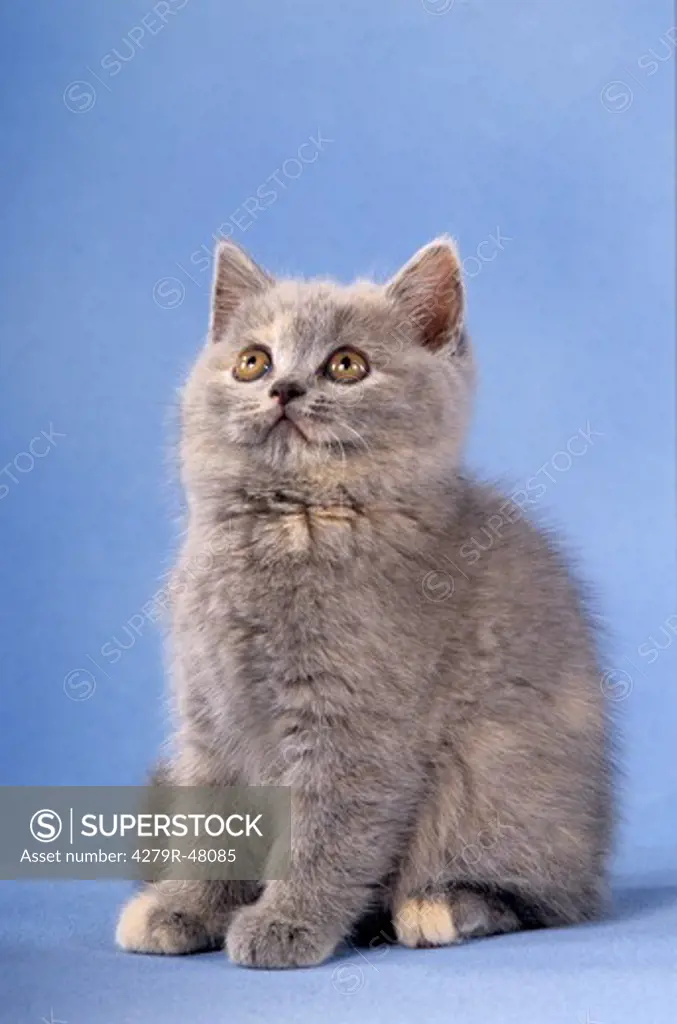 young British Shorthair - looking up - cut out