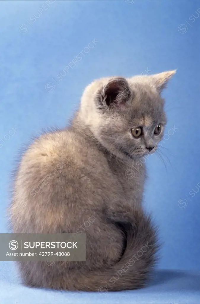 young British Shorthair - sitting - cut out
