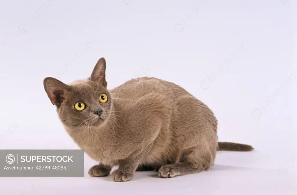 Burmese cat - sitting - cut out