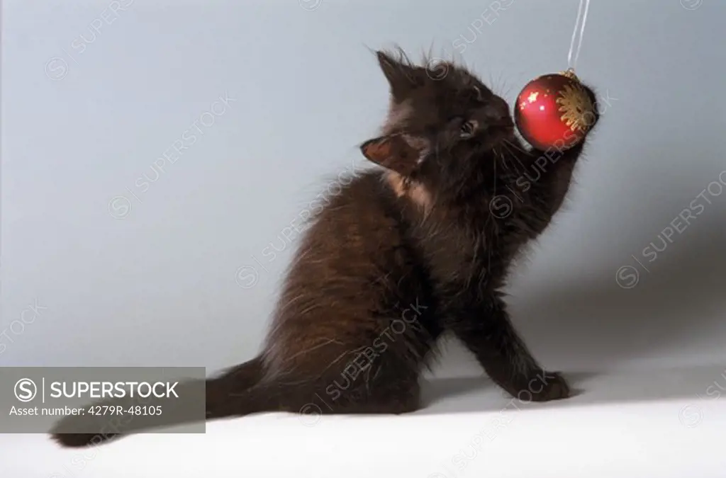 young British Shorthair - playing with Christmas ball ornament