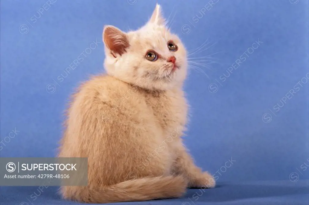 young British Shorthair - sitting - cut out