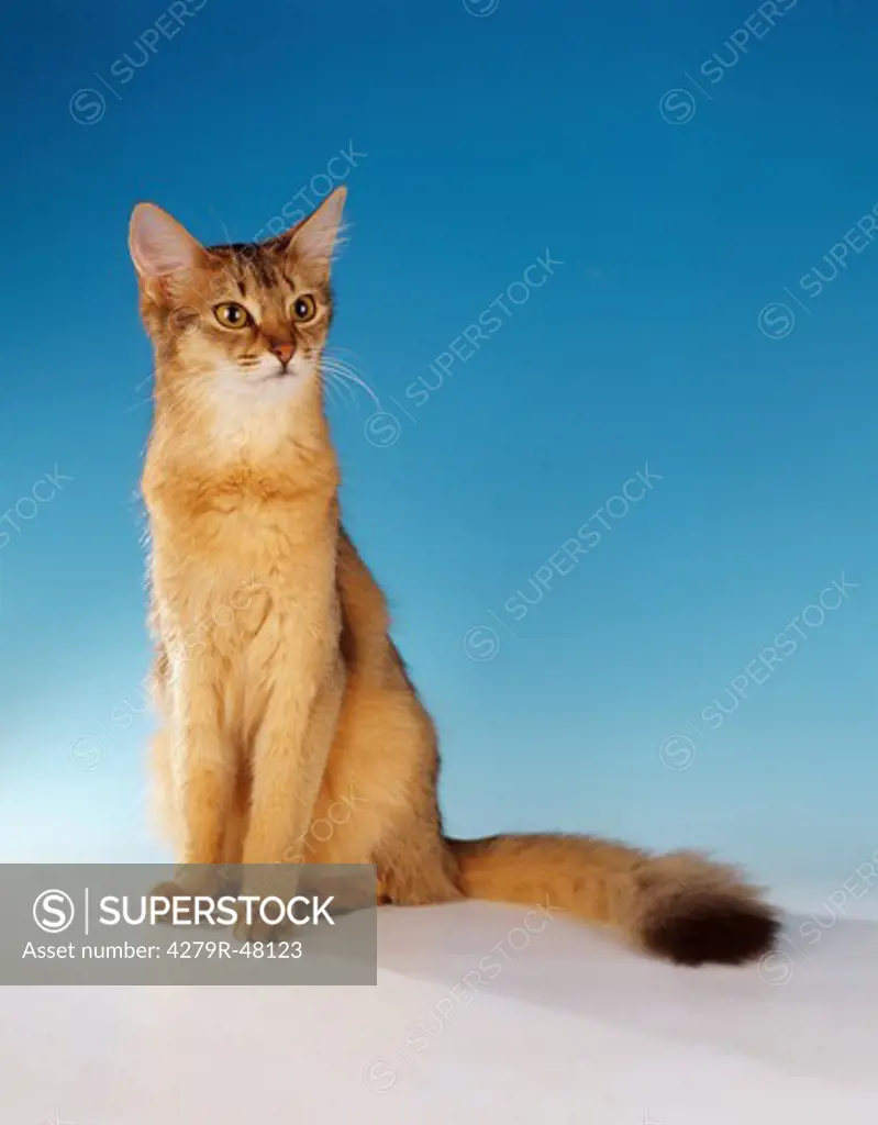 Somali cat - sitting - cut out
