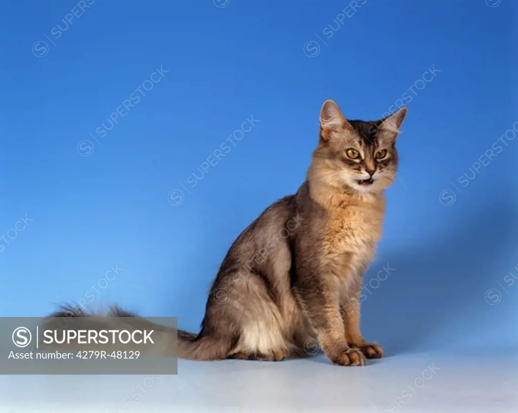 Somali cat - sitting lateral - cut out