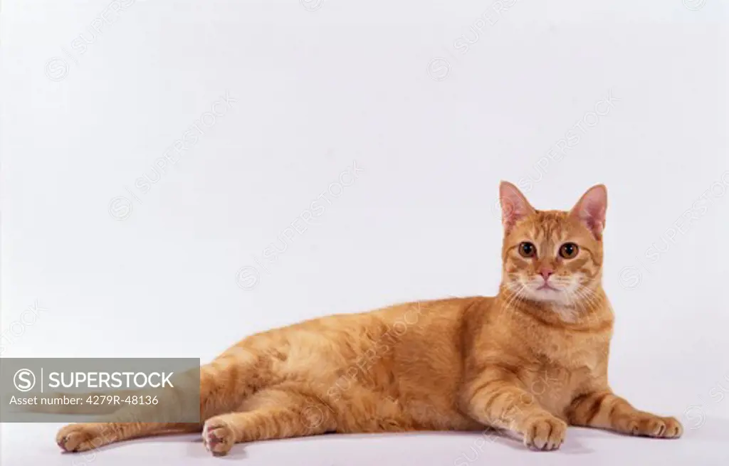 red domestic cat - lying - cut out