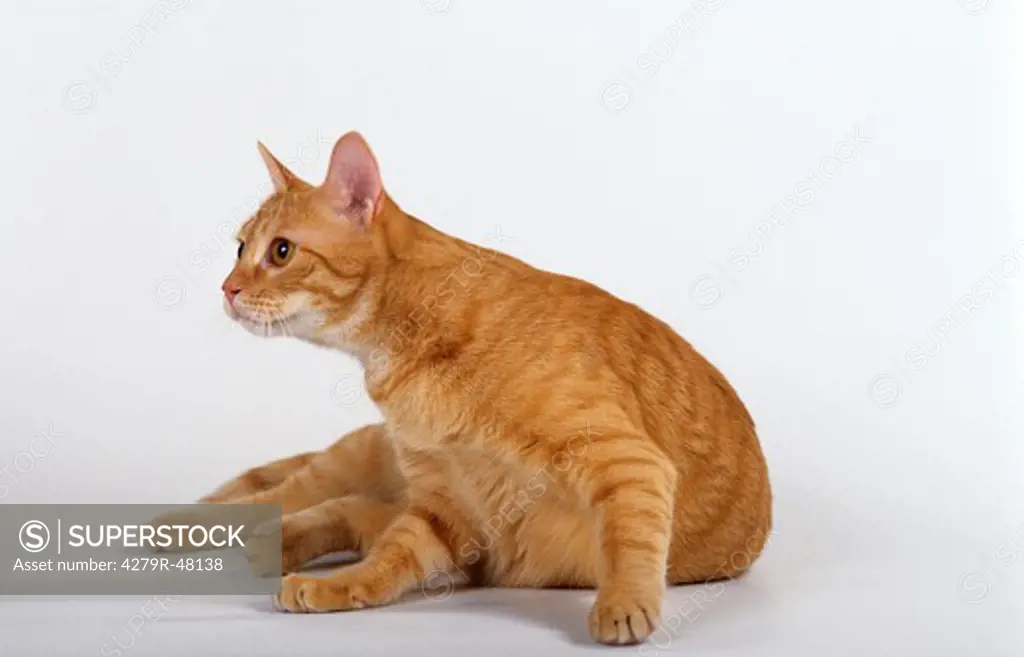 red domestic cat - lying - cut out