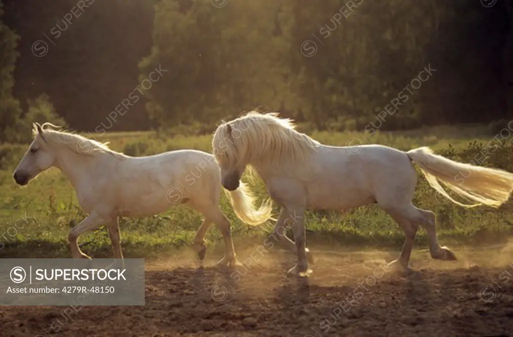 two Camargue horses - trotting in sand