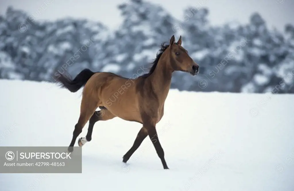 American Saddlebred - walking in snow