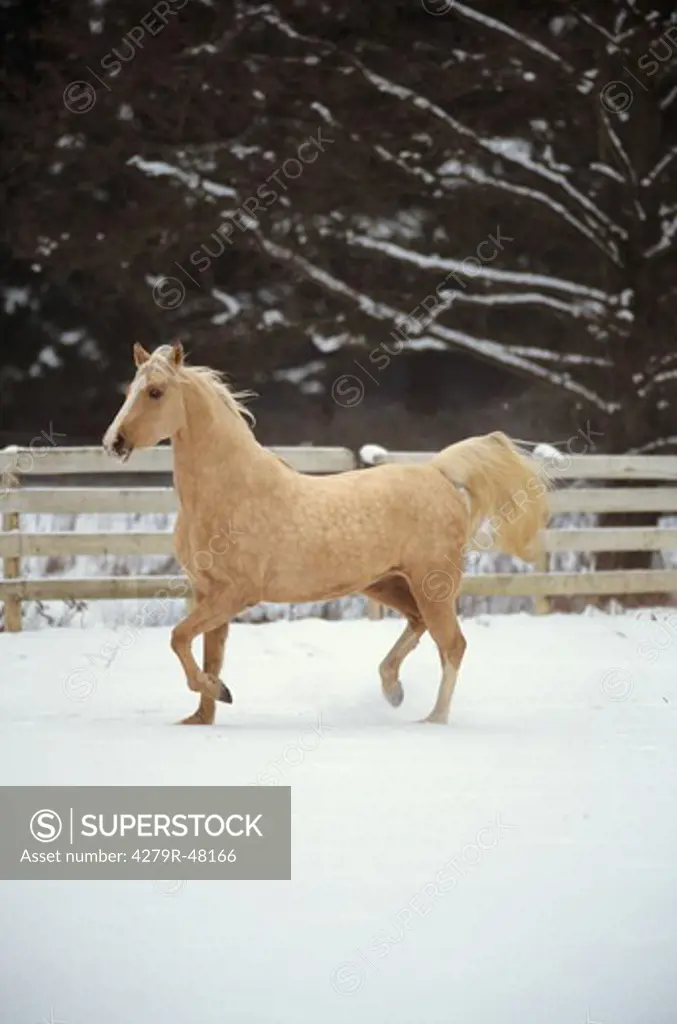 American Saddlebred - trotting in snow