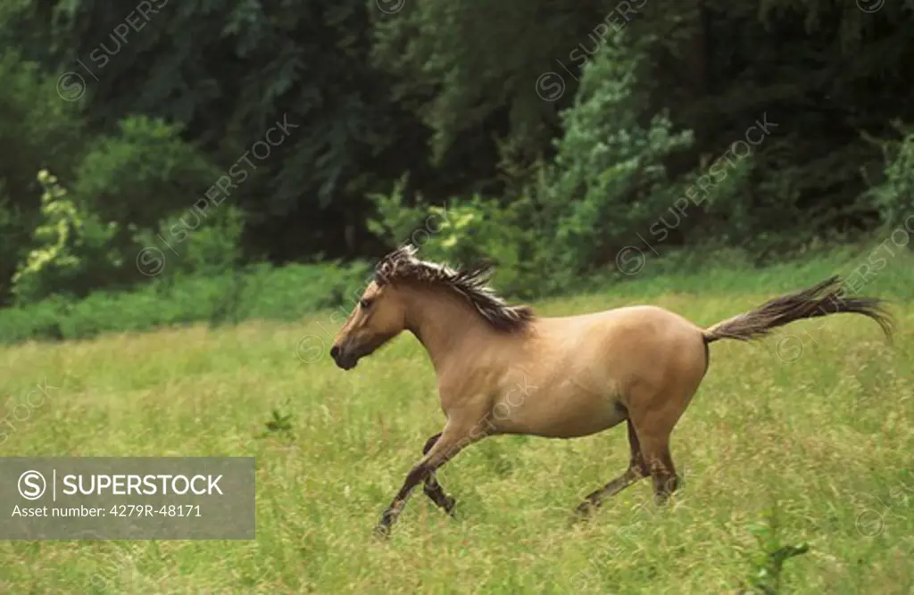 Duelmener wild horse - running on meadow