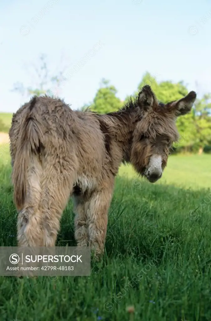 donkey - standing on meadow