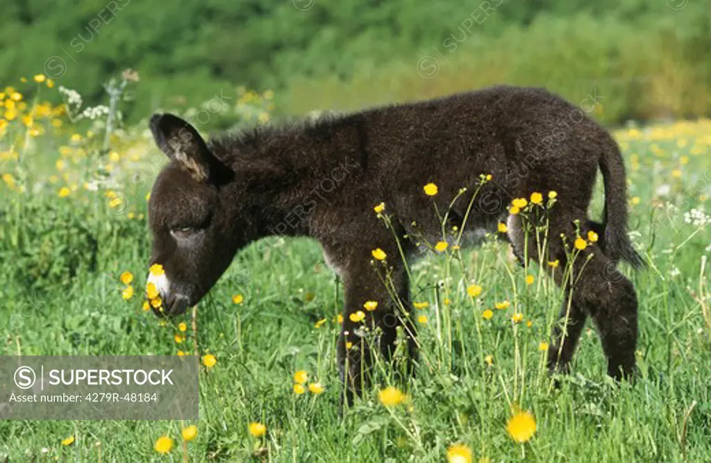 foal - standing on meadow