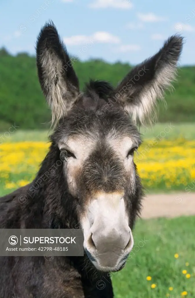 donkey - portrait