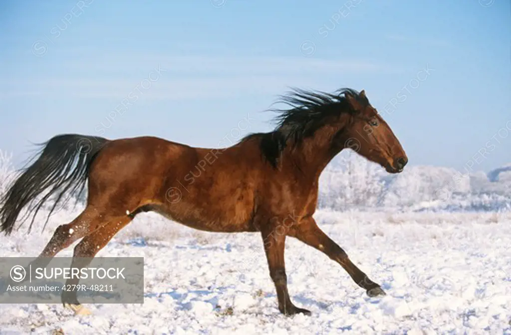 Icelandic horse - galloping in snow