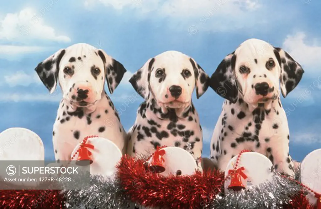 three Dalmatian dog puppies - with christmas decorations