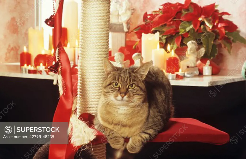 domestic cat on scratching post - christmas