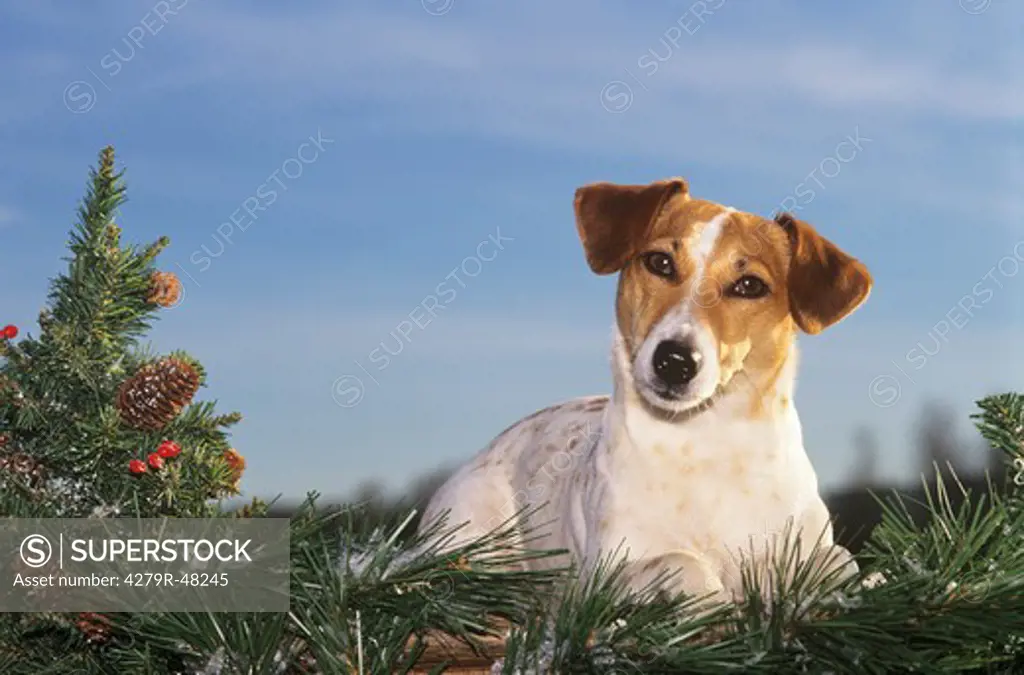 Jack Russell Terrier with christmas decoration