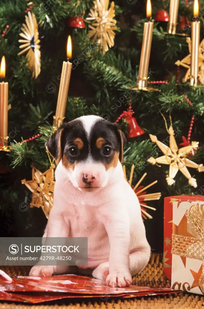 Jack Russell Terrier - puppy in front of christmas tree