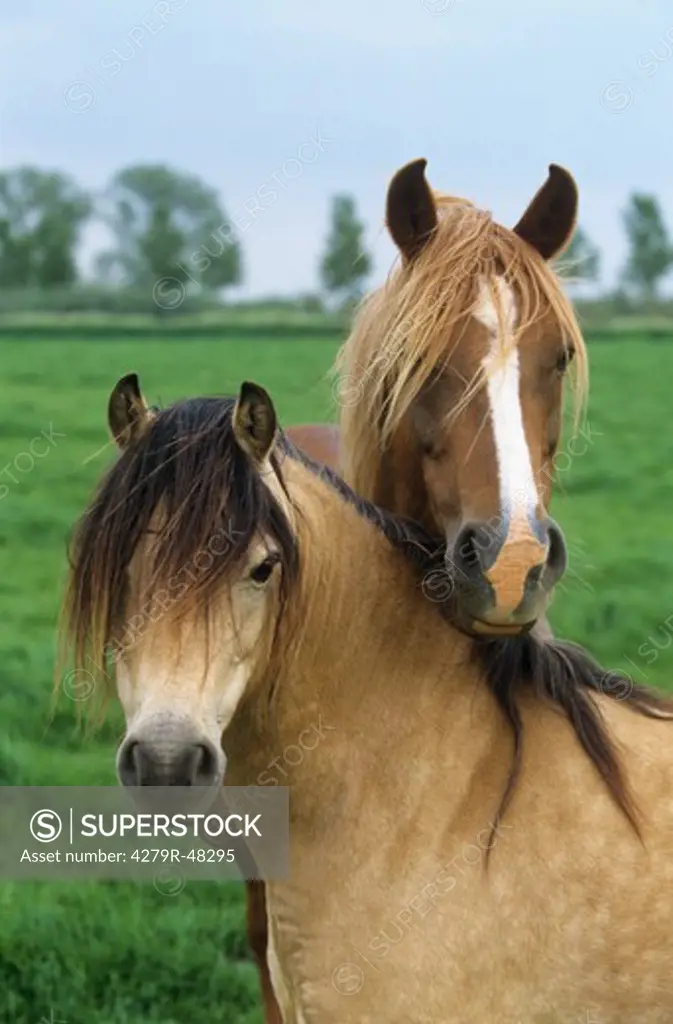 two Welsh Ponies - portrait
