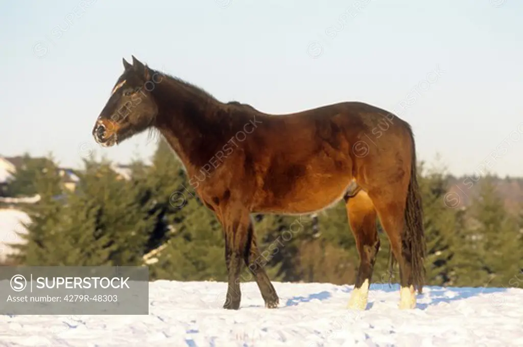 Polo Pony - standing in snow