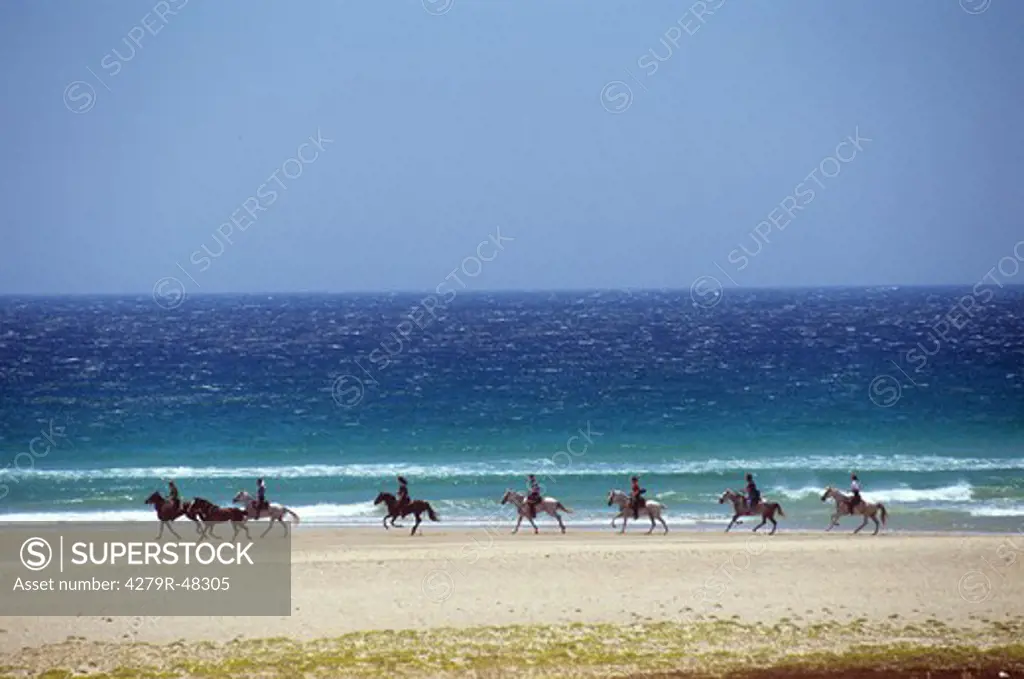 Arabian horses with riders at the beach