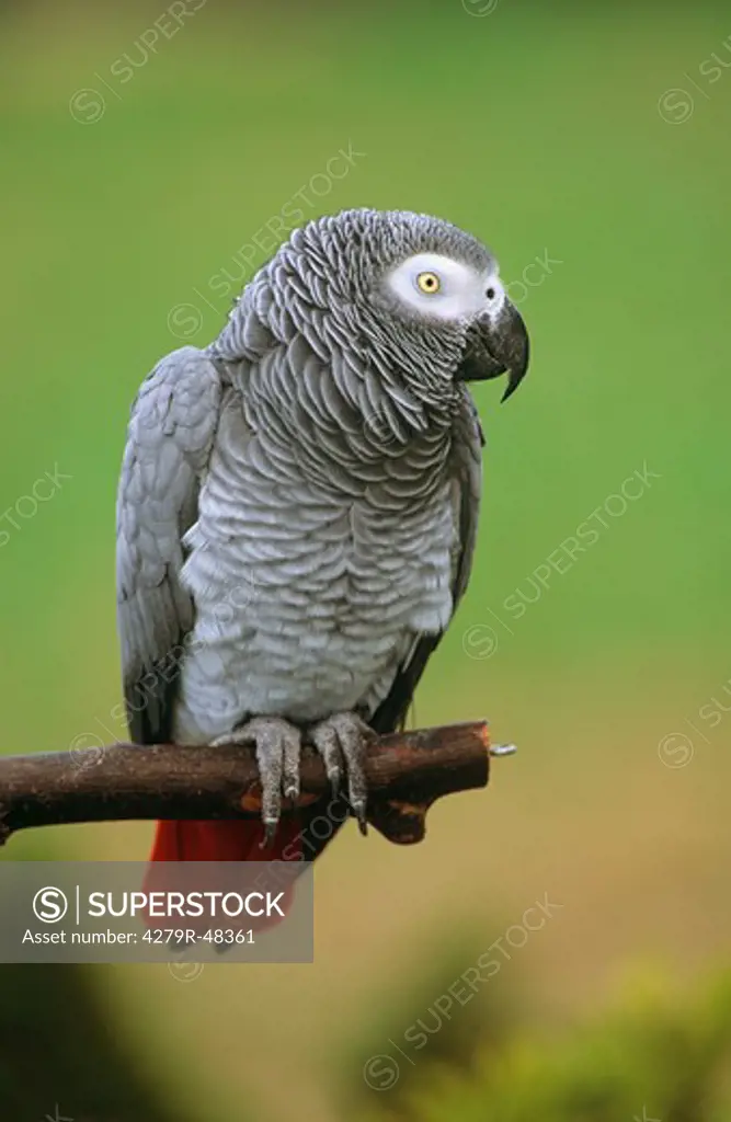 grey parrot on pole , Psittacus erithacus