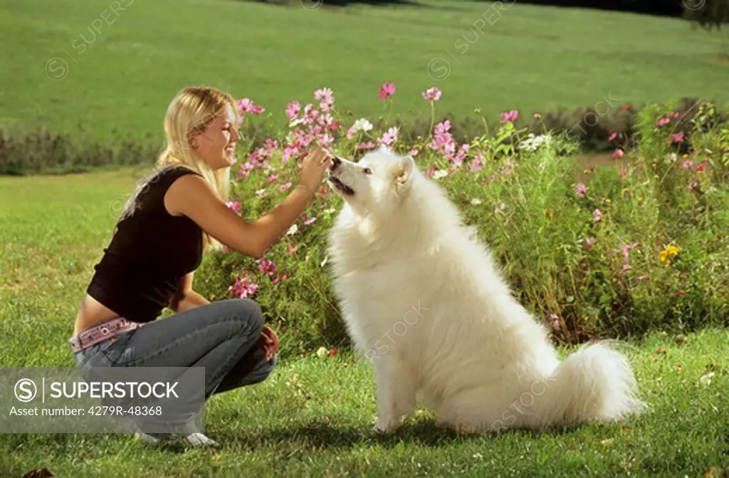 girl with Samoyed dog on meadow