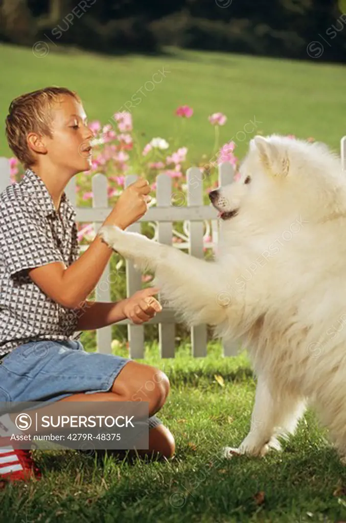 boy with Samoyed dog