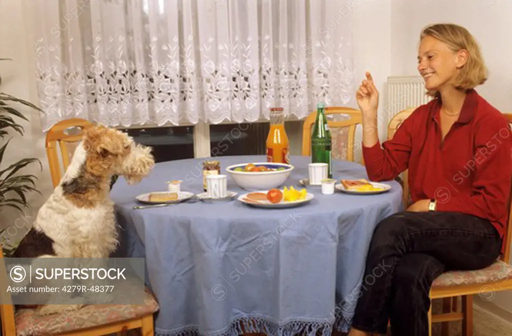 Fox Terrier and woman - sitting at table