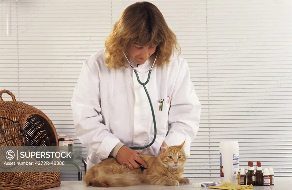 cat at at the veterinarian