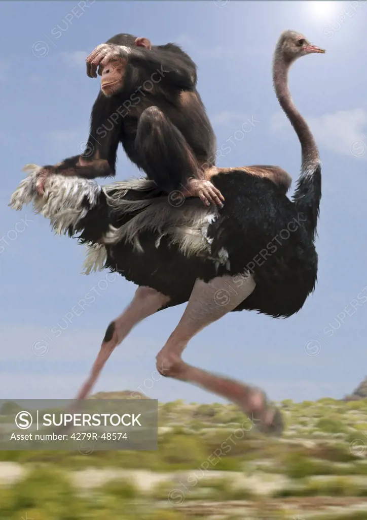 chimpanzee on ostrich