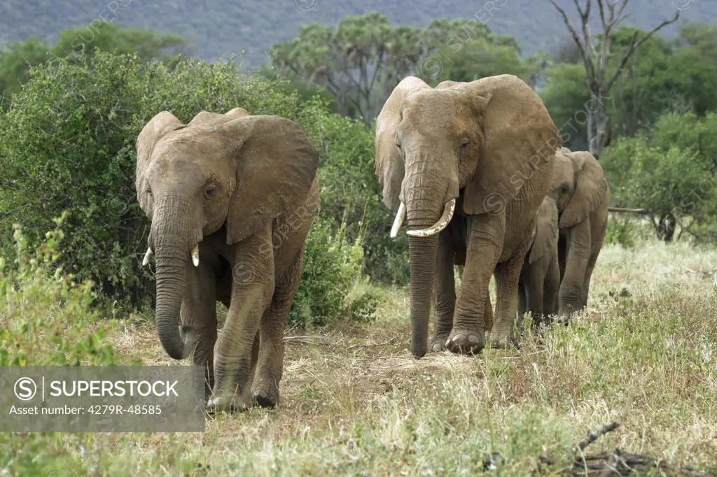 African elephants - herd , Loxodonta africana