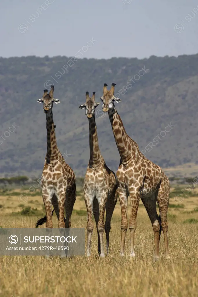 three young Masai giraffes - standing , Giraffa camelopardalis tippelskirchi