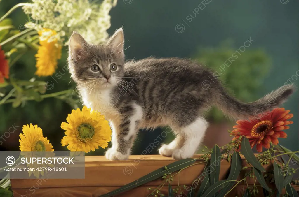 young domestic cat - standing between flowers