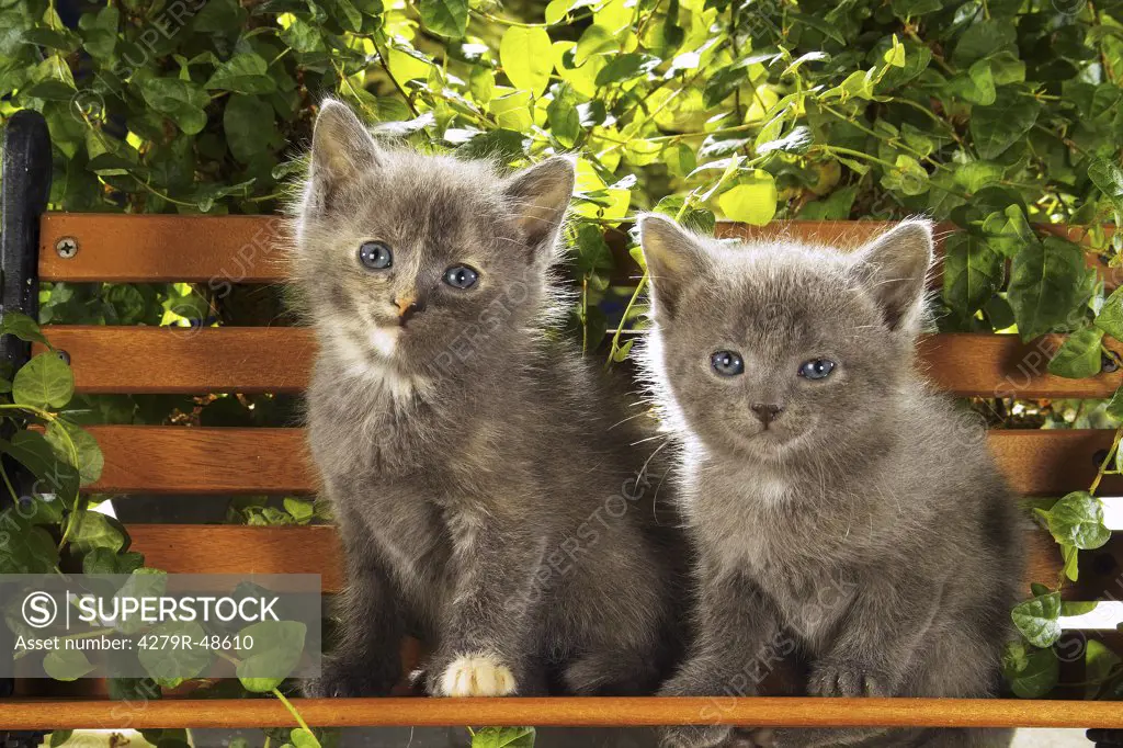 two kittens - sitting on bank