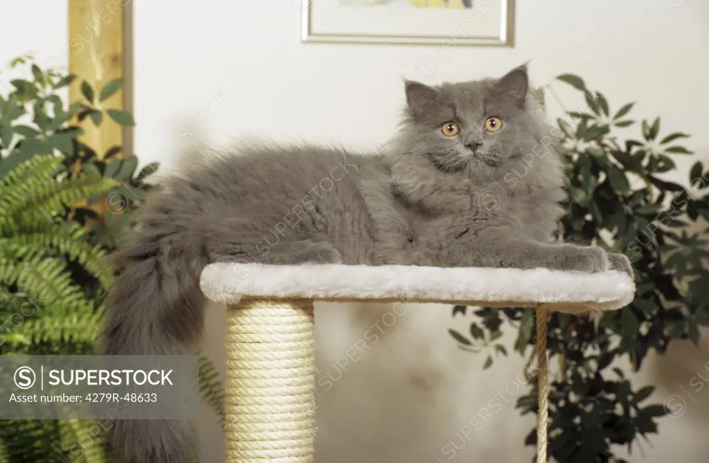 blue Persian cat - lying on scratching post