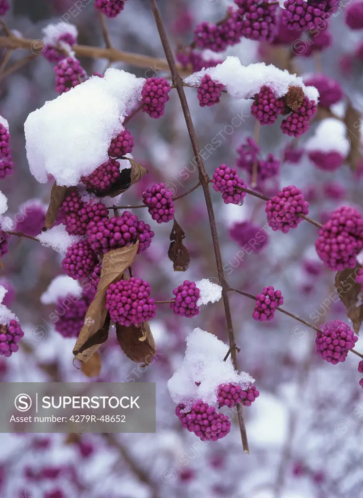 Profusion Beautyberry with snow , Callicarpa bodinieri