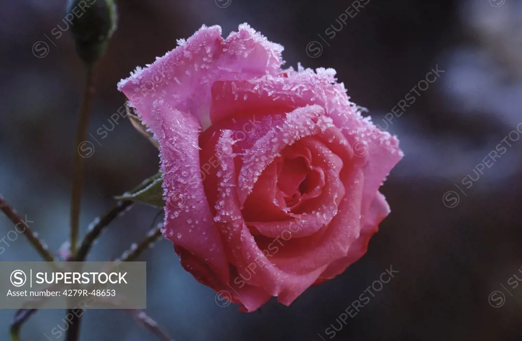 rose with rime