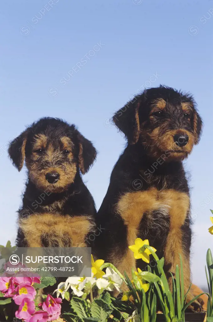 two Airedale Terrier - puppies sitting behind flowers