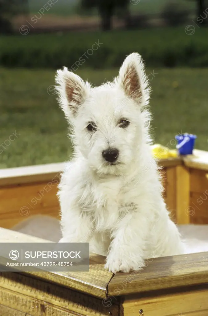 West Highland White Terrier - puppy in sandbox