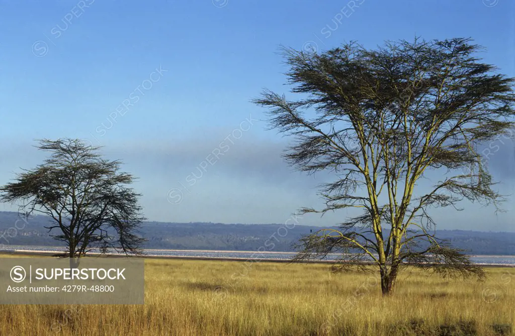 Nakuru lake - landscape - Africa