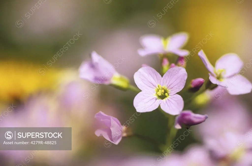 Cuckoo flower , Cardamine pratensis